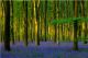 BUCKHORN OAK1