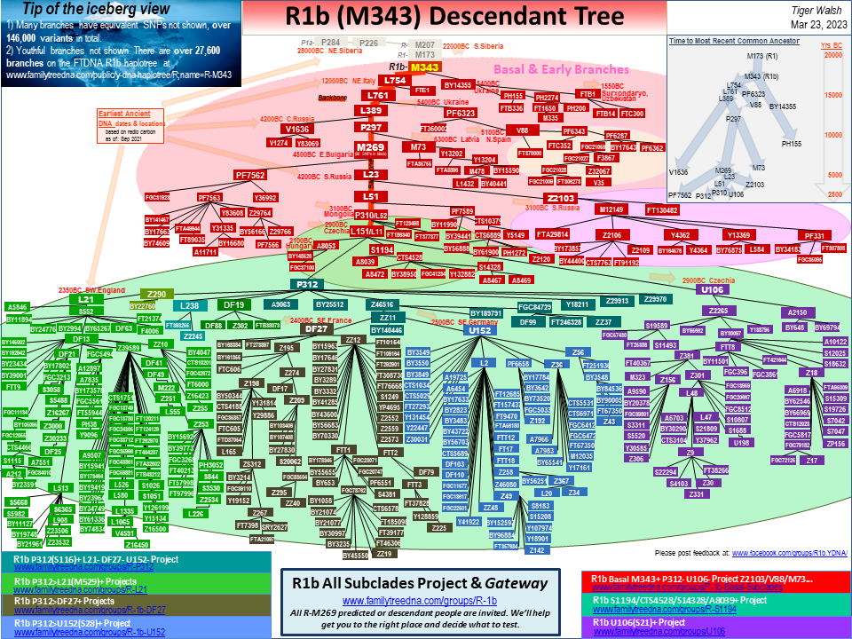 This image has an empty alt attribute; its file name is R1b_Descendant_Tree.png